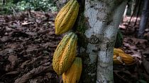 In Ivory Coast, the world's largest cocoa producer, farmers worry over new US tariffs