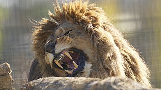 Yuna the lioness finds safety in the UK after escaping war-torn Ukraine