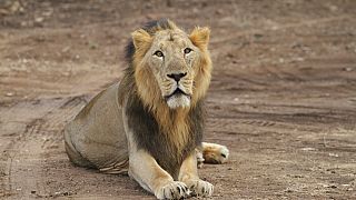 Boy, 7, survives five days in Zimbabwe game park among lions