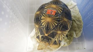 Endangered tortoises returned to Tanzania as evidence in wildlife trafficking case  