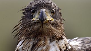 South African orphanage rehabilitates injured predator birds