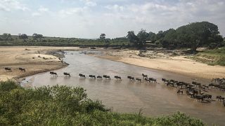 Kenya: Wildebeest migration draws scores of tourists