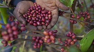 Excelsa coffee: a game-changer for South Sudan's agricultural sector