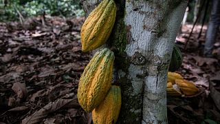 In Ivory Coast, the world's largest cocoa producer, farmers worry over new US tariffs