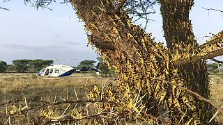 Horn of Africa risks second wave of locust infestation