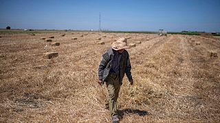 Consecutive droughts Impact Morocco's livestock, reports Minister of Agriculture 
