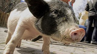 Red river hog piglet born at Nashville Zoo