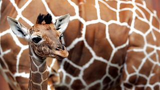 Newborn Masai giraffe calf makes first appearance at San Diego Zoo