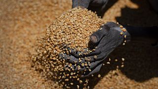 Ethiopia: Doctors beg for food as 40% of Tigrayans wallow in “in extreme food shortage”