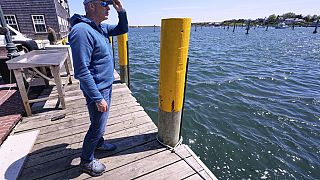 Endurance athlete marks 'Jaws' anniversary with swim to change shark narrative