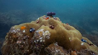 84% of world's coral reefs affected by worst coral bleaching event in history