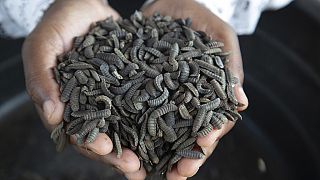 Zimbabwe farmers turn to maggot-breeding to survive the drought